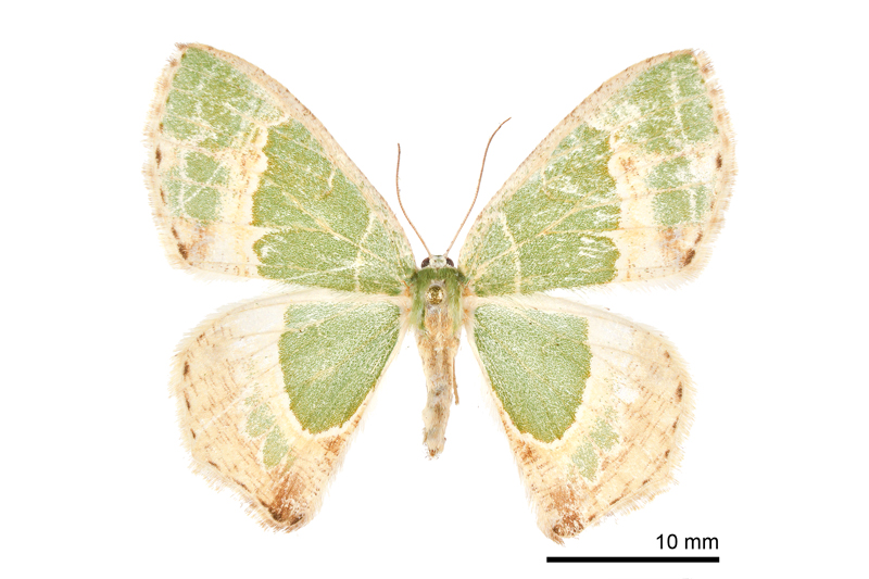Eucyclodes lalashana Female